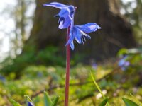 Scilla siberica 9, Oosterse sterhyacint, Saxifraga-Ed Stikvoort