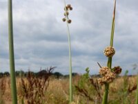 Scirpoides holoschoenus 2, Kogelbies, Saxifraga-Ed Stikvoort