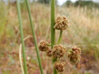 Scirpoides holoschoenus 3, Kogelbies, Saxifraga-Ed Stikvoort