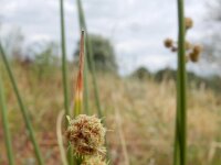 Scirpoides holoschoenus 4, Kogelbies, Saxifraga-Ed Stikvoort