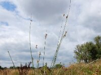 Scirpoides holoschoenus 5, Kogelbies, Saxifraga-Ed Stikvoort