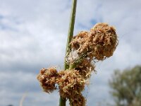 Scirpoides holoschoenus 6, Kogelbies, Saxifraga-Ed Stikvoort