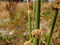 Scirpoides holoschoenus 7, Kogelbies, Saxifraga-Ed Stikvoort