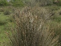 Scirpoides holoschoenus 8, Kogelbies, Saxifraga-Willem van Kruijsbergen