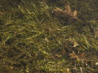 Scirpus fluitans 2, Vlottende bies, Saxifraga-Willem van Kruijsbergen