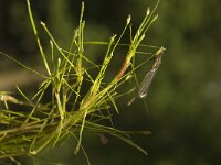 Scirpus fluitans 3, Vlottende bies, Saxifraga-Willem van Kruijsbergen
