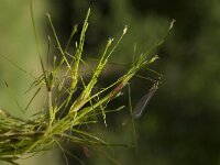 Scirpus fluitans 4, Vlottende bies, Saxifraga-Willem van Kruijsbergen