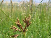 Scirpus maritimus 2, Zeebies, Saxifraga-Jasenka Topic