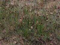 Scirpus rufus 10, Rode bies, Saxifraga-Hans Boll