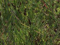 Scirpus rufus 11, Rode bies, Saxifraga-Hans Boll