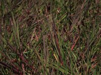 Scirpus rufus 12, Rode bies, Saxifraga-Hans Boll