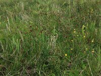 Scirpus rufus 13, Rode bies, Saxifraga-Hans Boll