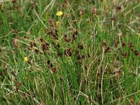 Scirpus rufus 14, Rode bies, Saxifraga-Hans Boll