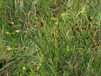 Scirpus rufus 16, Rode bies, Saxifraga-Hans Boll