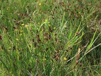 Scirpus rufus 17, Rode bies, Saxifraga-Hans Boll