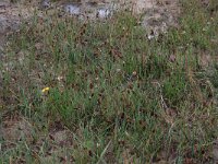 Scirpus rufus 3, Rode bies, Saxifraga-Hans Boll