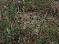 Scirpus rufus 7, Rode bies, Saxifraga-Hans Boll