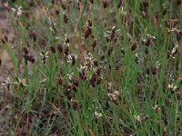 Scirpus rufus 8, Rode bies, Saxifraga-Hans Boll