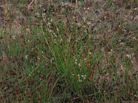 Scirpus rufus 9, Rode bies, Saxifraga-Hans Boll