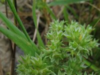 Scleranthus annuus 1, Eenjarige hardbloem, Saxifraga-Rutger Barendse