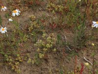 Scleranthus annuus 10, Eenjarige hardbloem, Saxifraga-Hans Boll