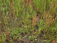 Scleranthus annuus 11, Eenjarige hardbloem, Saxifraga-Hans Boll