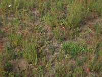 Scleranthus annuus 12, Eenjarige hardbloem, Saxifraga-Hans Boll