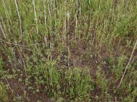Scleranthus annuus 15, Eenjarige hardbloem, Saxifraga-Hans Boll