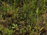 Scleranthus annuus 16, Eenjarige hardbloem, Saxifraga-Hans Boll