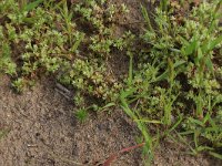 Scleranthus annuus 2, Eenjarig hardbloem, Saxifraga-Hans Boll