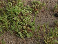 Scleranthus annuus 23, Eenjarige hardbloem, Saxifraga-Hans Boll