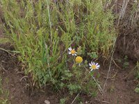 Scleranthus annuus 24, Eenjarige hardbloem, Saxifraga-Hans Boll