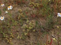 Scleranthus annuus 27, Eenjarige hardbloem, Saxifraga-Hans Boll