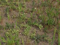 Scleranthus annuus 3, Eenjarig hardbloem, Saxifraga-Hans Boll