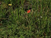Scleranthus annuus 6, Eenjarig hardbloem, Saxifraga-Hans Boll