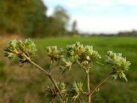 Scleranthus annuus 7, Eenjarige hardbloem, Saxifraga-Rutger Barendse