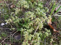 Scleranthus annuus 8, Eenjarige hardbloem, Saxifraga-Rutger Barendse