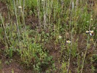 Scleranthus annuus 9, Eenjarige hardbloem, Saxifraga-Hans Boll