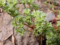 Scleranthus annuus ssp annuus 21, Eenjarige hardbloem, Saxifraga-Ed Stikvoort