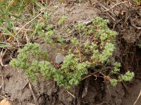 Scleranthus annuus ssp annuus 22, Eenjarige hardbloem, Saxifraga-Ed Stikvoort