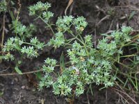 Scleranthus annuus ssp annuus 30, Eenjarige hardbloem, Saxifraga-Peter Meininger