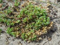 Scleranthus annuus ssp annuus 31, Eenjarige hardbloem, Saxifraga-Ed Stikvoort