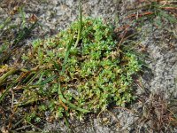 Scleranthus annuus ssp annuus 32, Eenjarige hardbloem, Saxifraga-Ed Stikvoort