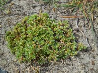 Scleranthus annuus ssp annuus 33, Eenjarige hardbloem, Saxifraga-Ed Stikvoort
