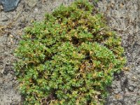 Scleranthus annuus ssp annuus 34, Eenjarige hardbloem, Saxifraga-Ed Stikvoort