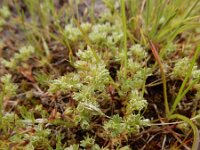 Scleranthus annuus ssp polycarpos 35, Kleine hardbloem, Saxifraga-Ed Stikvoort