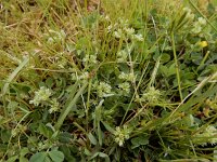 Scleranthus annuus ssp polycarpos 36, Kleine hardbloem, Saxifraga-Ed Stikvoort