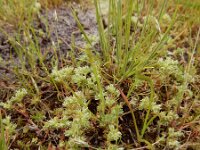 Scleranthus annuus ssp polycarpos 37, Kleine hardbloem, Saxifraga-Ed Stikvoort
