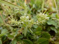 Scleranthus annuus ssp polycarpos 38, Kleine hardbloem, Saxifraga-Ed Stikvoort