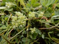 Scleranthus annuus ssp polycarpos 39, Kleine hardbloem, Saxifraga-Ed Stikvoort